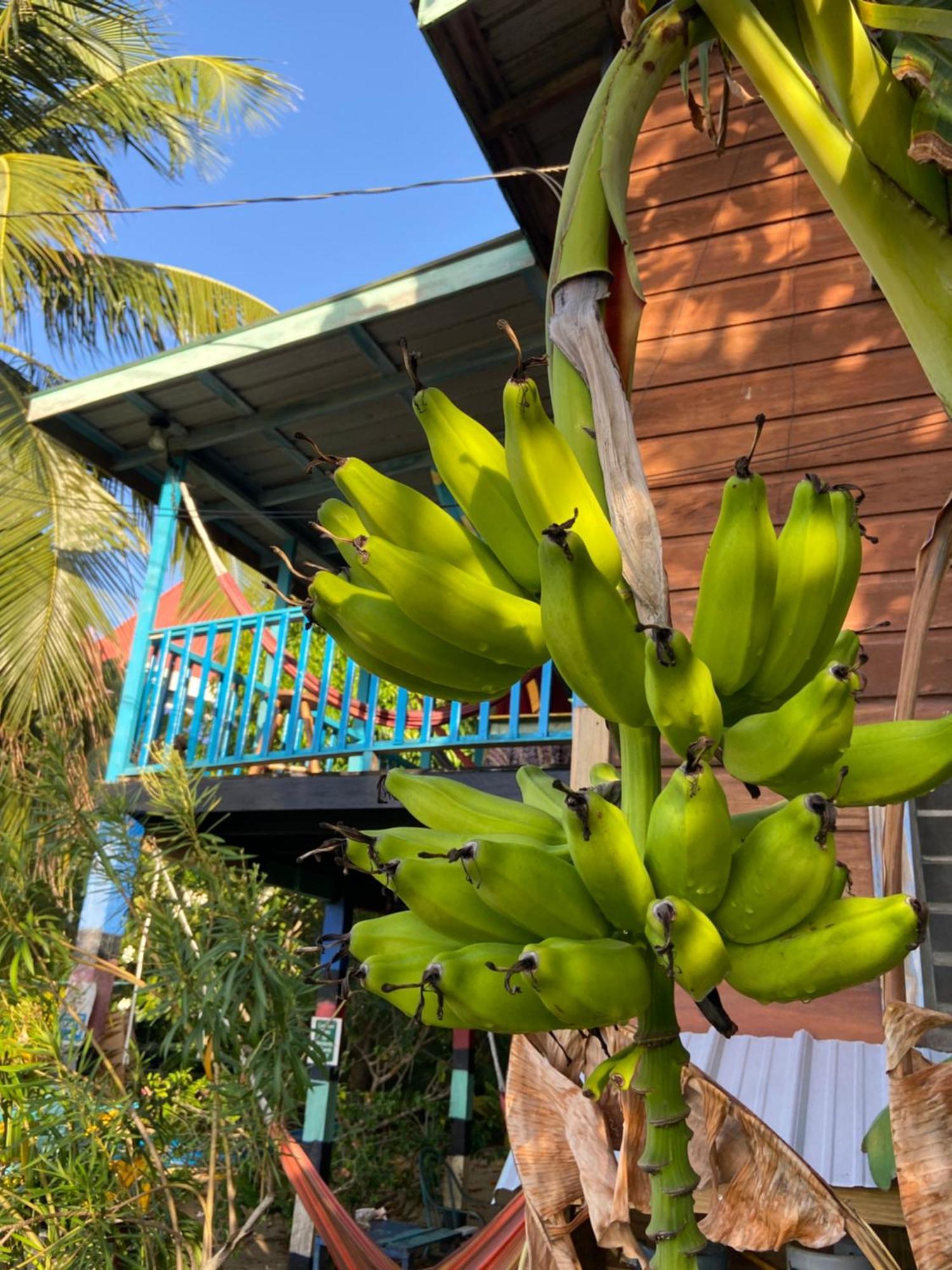 Anda Di Hows Hostel Placencia Екстер'єр фото